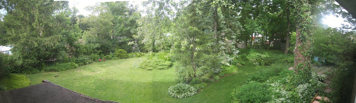 Backyard_Summer