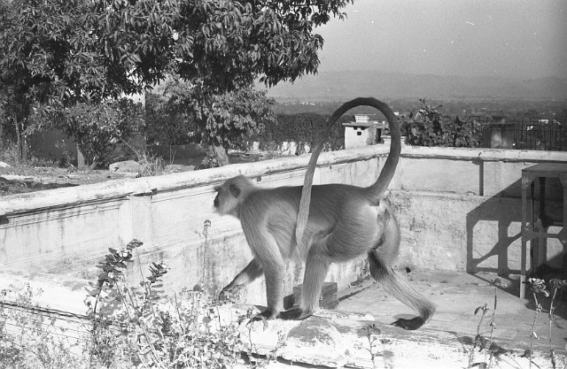 Original image