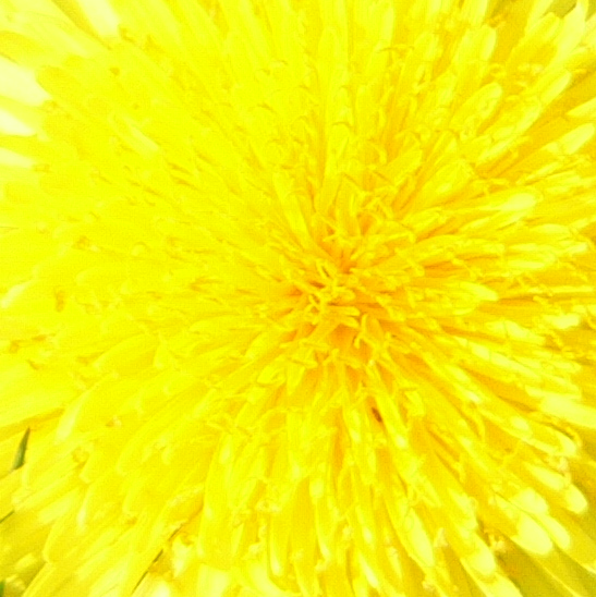 P1100608_cr