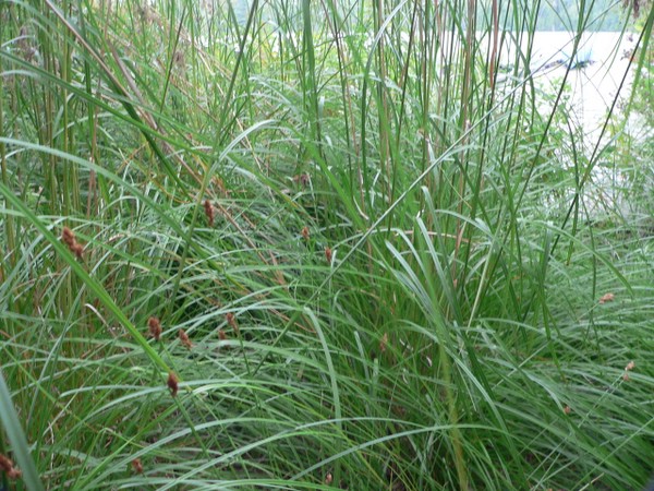 Grass at the back dock
