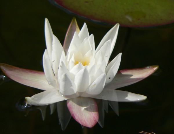 Ice 1 meter thick in winter - water lillies in summer