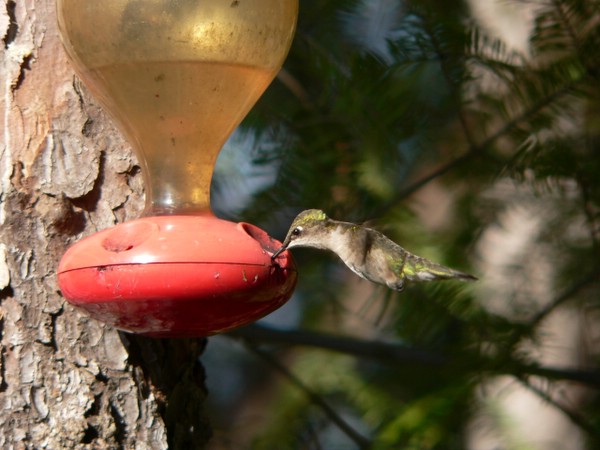 Sometimes three hummingbirds in territorial aerial warfare. Quite a spectacle