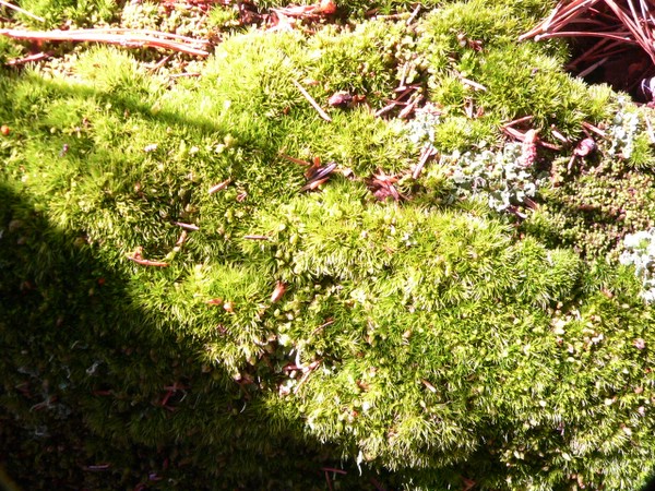 A little rain makes green moss